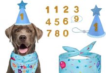 Dog Birthday Party Supplies Review: Is This Bandana & Hat Set Worth the Hype?