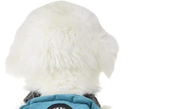 FLAdorepet Dog Backpack Harness Review: Is This Multi-Functional Harness Worth It?