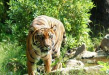 6 Surprising Facts About Farm Animal Intelligence