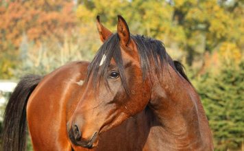 Top Strategies for Farm Animal Growth