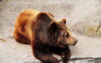 Honduras Bans Circuses