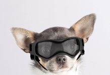 Enjoying Dog Goggles Review: Are They the Ultimate UV Protection for Small Dogs?