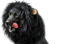 Onmygogo Lion Mane Wig for Dogs Review: Is It the Best Costume for Your Pet?