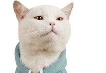 QWINEE Basic Dog Hoodie Review: Is It Worth the Hype for Your Pet’s Warmth & Style?