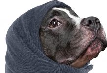 Nanaki Dog Calming Hoodie Review: Does It Really Relieve Anxiety & Protect Ears?