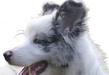 Exquisite & Adjustable Dog Necklace Review: Is This Elegant Accessory Worth It?