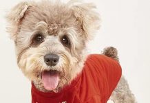 Is the Cute Dog Clothes T-Shirt Worth It? An In-Depth Review for Pet Parents