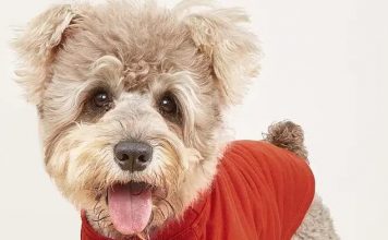Is the Cute Dog Clothes T-Shirt Worth It? An In-Depth Review for Pet Parents