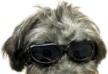 Enjoying Dog Goggles Review: Essential UV Protection for Small Breeds in Outdoor Fun