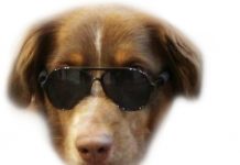 Is the G010 Dog Aviator Sunglasses Worth It? A Comprehensive Review for Pet Owners
