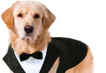 Kuoser Dog Tuxedo Review: Is This Formal Attire Worth the Hype for Your Pet?