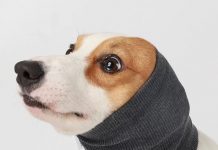Quiet Ears for Dogs Review: Is This Noise-Reducing Hat Worth the Investment?