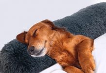 Is the HOMBYS Dog Calming Pillow Worth It? An In-Depth Review of Comfort & Value