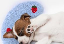 BABORUI Dog Calming Pillow Review: Is It Worth the Hype for Small Dogs’ Comfort?