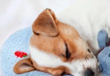 Is the Mity Rain Dog Pillow Worth It? A Critical Review of Comfort & Relief Features