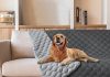 gogobunny Dog Bed Cover Review: Is This Waterproof Protector Worth Your Investment?
