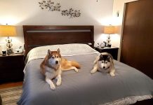 SILLY LEGACY Cover Review: Is This Waterproof Liner Worth Your Investment for Pets?