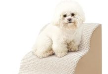 Dog Stairs Review: Are These Curved, Foam Pet Steps Worth the Investment for Small Dogs?