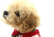 NACOCO Dog Snowman Sweater Review: Is It the Perfect Holiday Apparel for Your Pet?