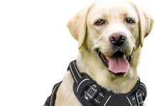 Rabbitgoo Dog Harness Review: Is It the Ultimate No-Pull Solution for Large Dogs?