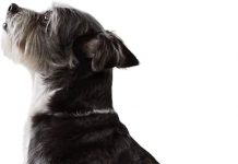 Amazon Basics Male Dog Wrap Review: Effective, Comfortable, but Is It Worth It?