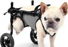 Small Dog Wheelchair Review: Is It the Right Solution for Your Pet’s Mobility Needs?