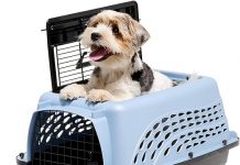 Petmate Two-Door Dog & Cat Kennel Review: Is It the Perfect Airline-Approved Carrier?