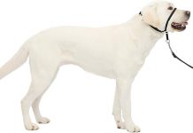 PetSafe Gentle Leader No-Pull Head Collar Review: Effective Solution or Overhyped?