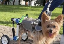 Dog Wheelchair Review: Is It Worth It for Small Pets with Paralyzed Hind Legs?