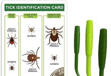 Tick Remover Value 3 Pack Review: Is It the Best Tool for Safe Removal of Ticks?