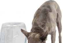 Petmate Pet Cafe Waterer Review: Is This 3-Gallon Dispenser Worth the Investment for Pets?