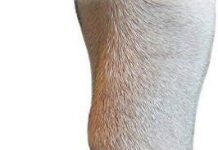 Medimitt Paw Bandages Review: Are These Non-Slip, Breathable Booties Worth It for Pets?