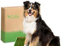 DoggieLawn Real Grass Puppy Pee Pads Review: Is This Eco-Friendly Potty Solution Worth It?