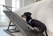 Dog Ramp for Beds Review: Is This Hardwood Ramp the Best Choice for Your Small Dog?