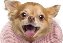 Soft Inflatable Dog Cone Review: A Comfortable & Effective E-Collar Alternative for Recovery