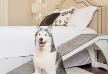 PetSafe CozyUp Wooden Bed Ramp Review: Is It Worth the Investment for Your Pets?