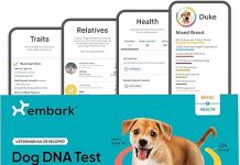 Embark Breed & Health Kit Review: Is This Dog DNA Test Worth the Investment?