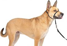 PetSafe Gentle Leader No-Pull Head Collar Review: A Game-Changer for Dog Walks