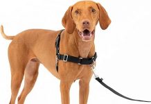 PetSafe Easy Walk No-Pull Dog Harness Review: Effective Control & Improved Leash Manners