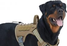 Auroth Tactical Dog Harness Review: Is It the Best No-Pull Solution for Large Dogs?