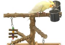 Natural Wood Bird Toys Playground Review: Worth the Investment for Your Feathered Friend?