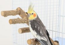 Bird Parrot Ladder Perch Review: Is This Wooden Climbing Toy Worth It for Your Pet?