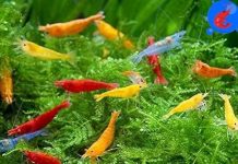 Shrimp Up Aquatics™ 20+ Mixed Color Neocaridina Shrimp Review: Worth the Investment?