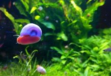 9+ Live Ramshorn Snails Review: Effective Algae Cleanup for Aquariums & Ponds?