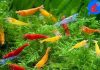 Shrimp Up Aquatics™ 10+ Mixed Color Neocaridina Shrimp Review: Worth the Investment?