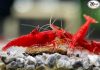 Las Vegas Exotic Fish™ Fire Red Cherry Shrimp Review: Worth the Hype for Your Aquarium?
