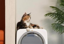Self-Cleaning Litter Box Review: Is It Worth the Investment for Large Cats?