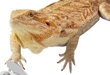 Bearded Dragon Nail Clippers Review: Are These Stainless Steel Clippers Worth It?