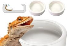 Reptile Food Dish Bowl Review: Is It Worth It for Your Lizard, Gecko & Small Pets?