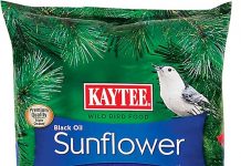 Kaytee Wild Bird Black Oil Sunflower Food Review: Is It Worth the Hype for Your Birds?
